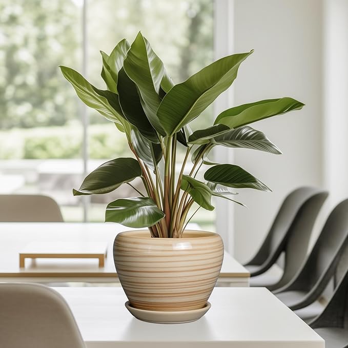 6 Inch Plant Pot Ceramic - Image 8