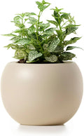 Ceramic Self Watering Plant Pot | 6.8 Inch Pot by Unknown