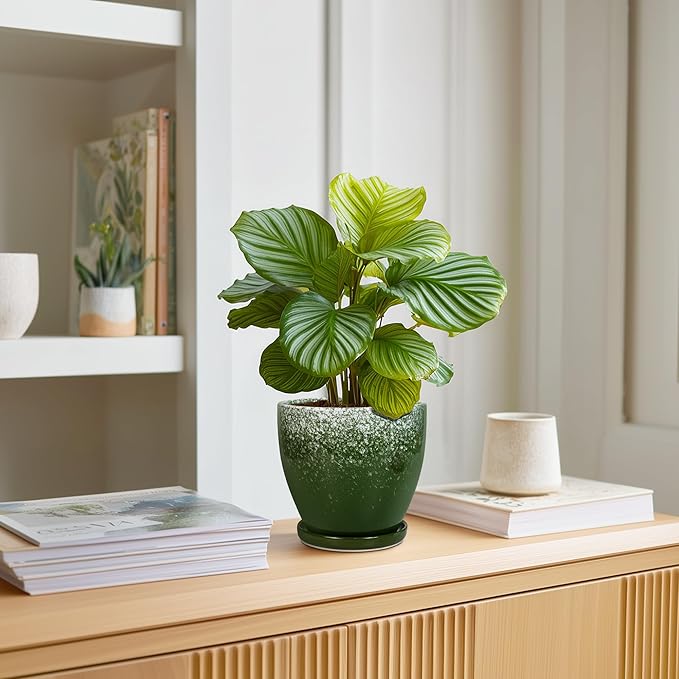 6 Inch Plant Pot - Image 3