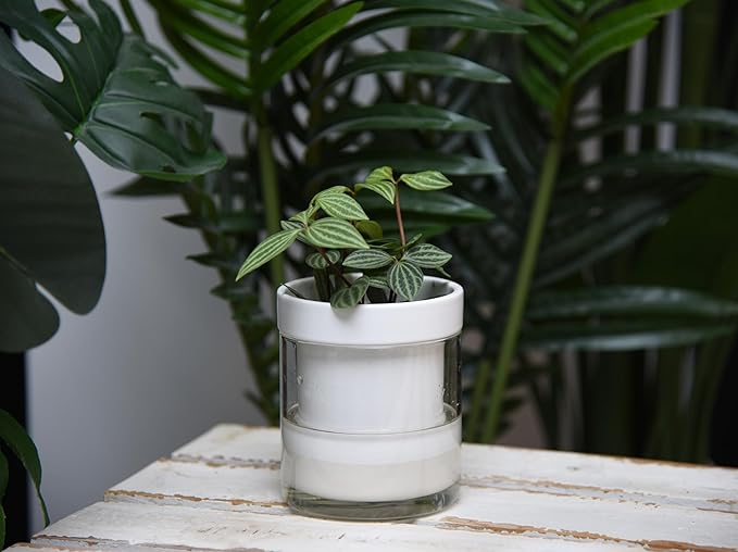 Phoenix Vine 4 Inch Self Watering Planter - Image 5
