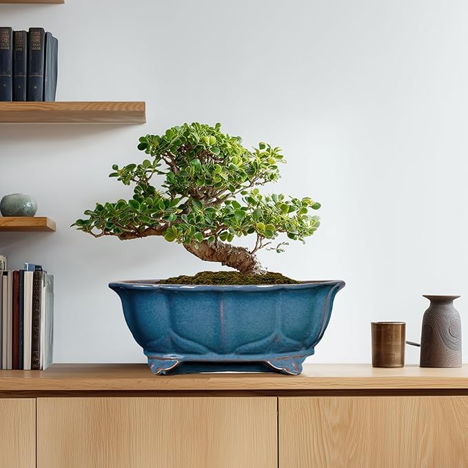 Bonsai Pots - 13.2 Inch Oval Ceramic Pots - Image 8