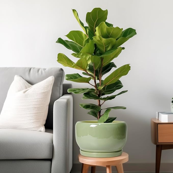 SQOWL Ceramic Planter - Image 2