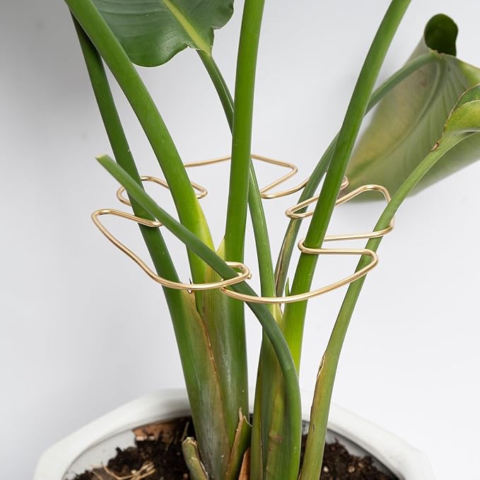 Monstera Stem Support by Yohsnor