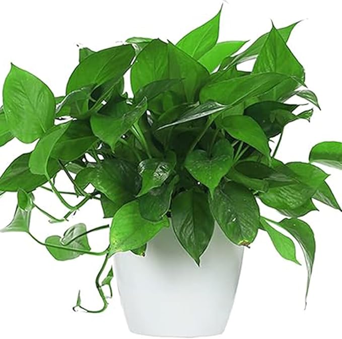 5 Inches Self Watering Planter, 10 Pack Plastic Self Watering Pots - Image 6