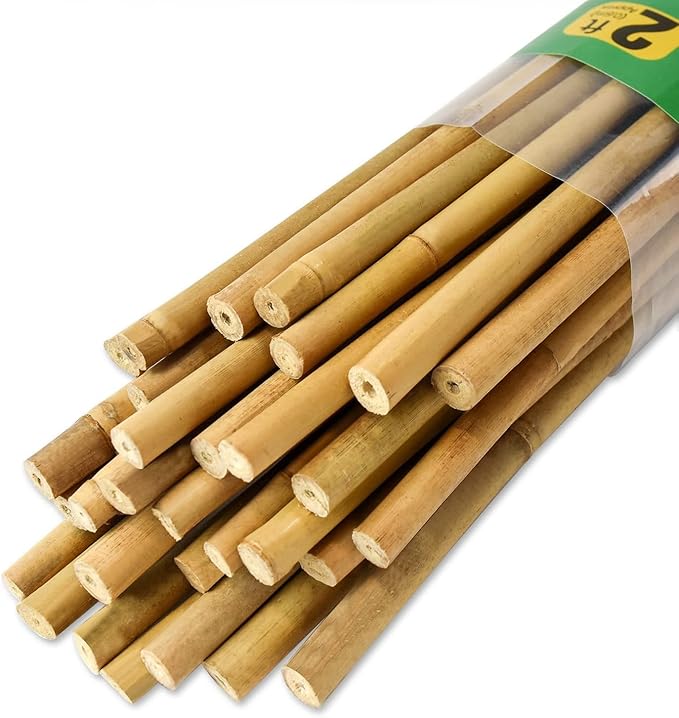 30pcs 3/10" D Thicker Heavy Duty Bamboo Stakes, 2FT Plant Stakes, Natural by Jollybower