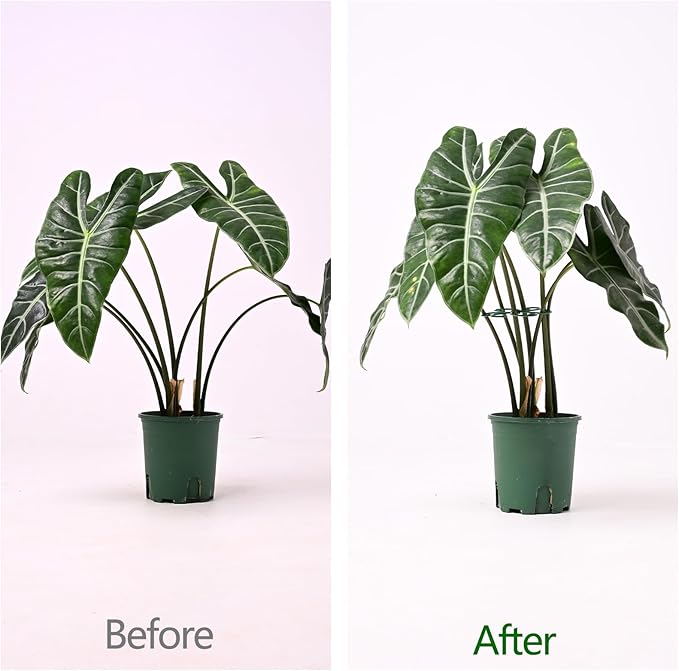 5PCS Monstera Plant Support Hook - Image 3