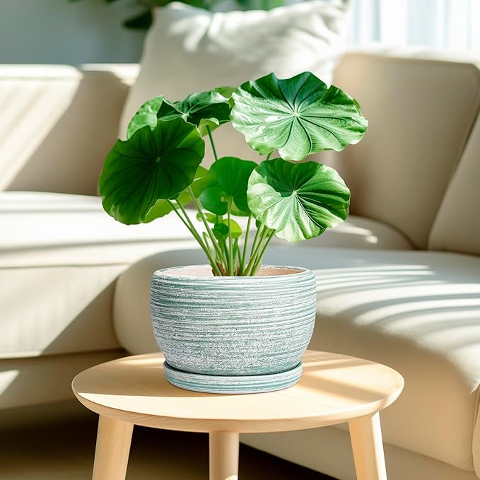 SQOWL Ceramic Planters for Indoor Plants - Image 2
