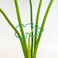 Monstera Plant Stem Support by Yohsnor
