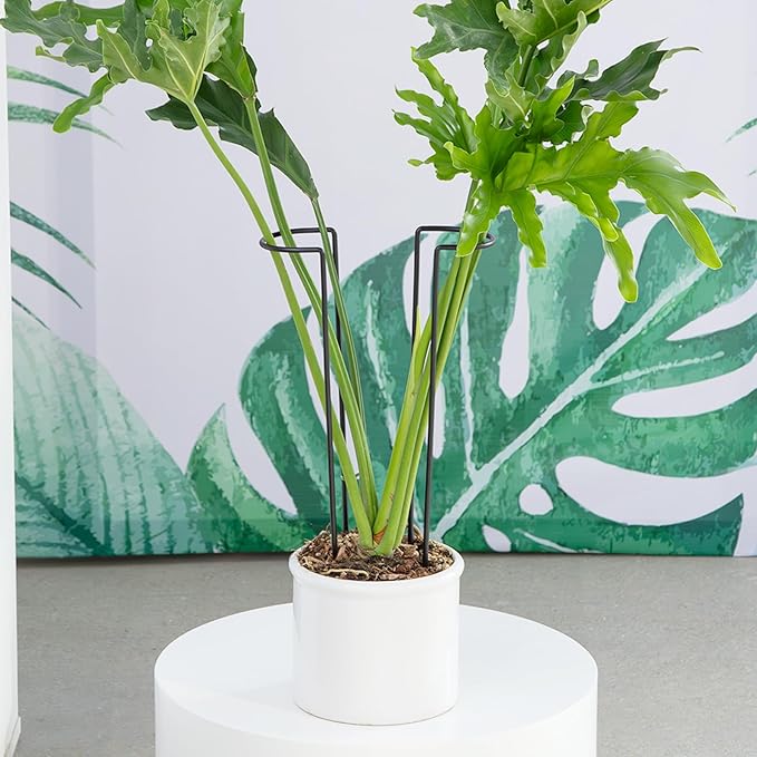 10 Pack Large Iron Monstera Trellis - Image 6