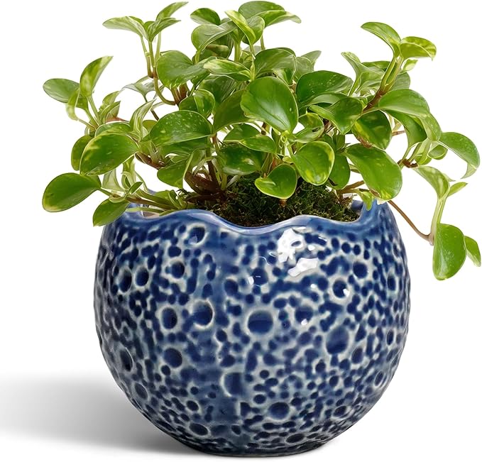 4 inch Plant Pots by Thirtypot
