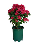 5 Gallon 20-Pack Green Nursery Pot Black Plastic Planters in Bulk by CottaPlanters