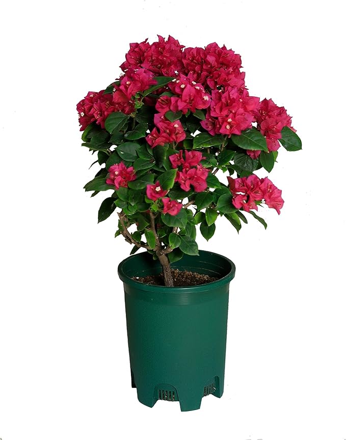 5 Gallon 20-Pack Green Nursery Pot Black Plastic Planters in Bulk by CottaPlanters