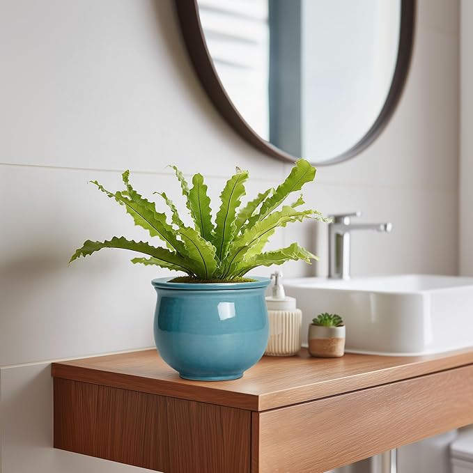 African Violet Pots 6 Inch, Ceramic Self Watering Pot - Image 5