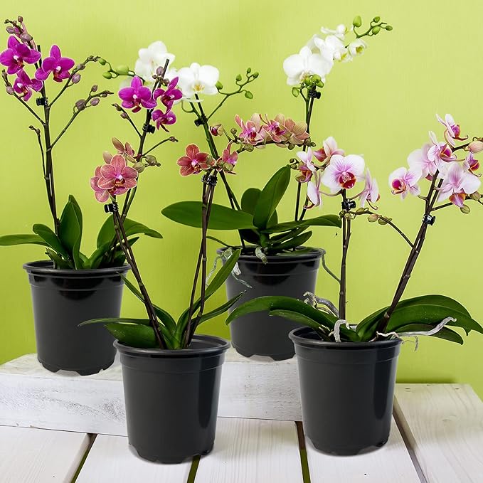 RAOOKIF 50 Pack Nursery Pots, 3 Inch Nursery Pot - Image 6