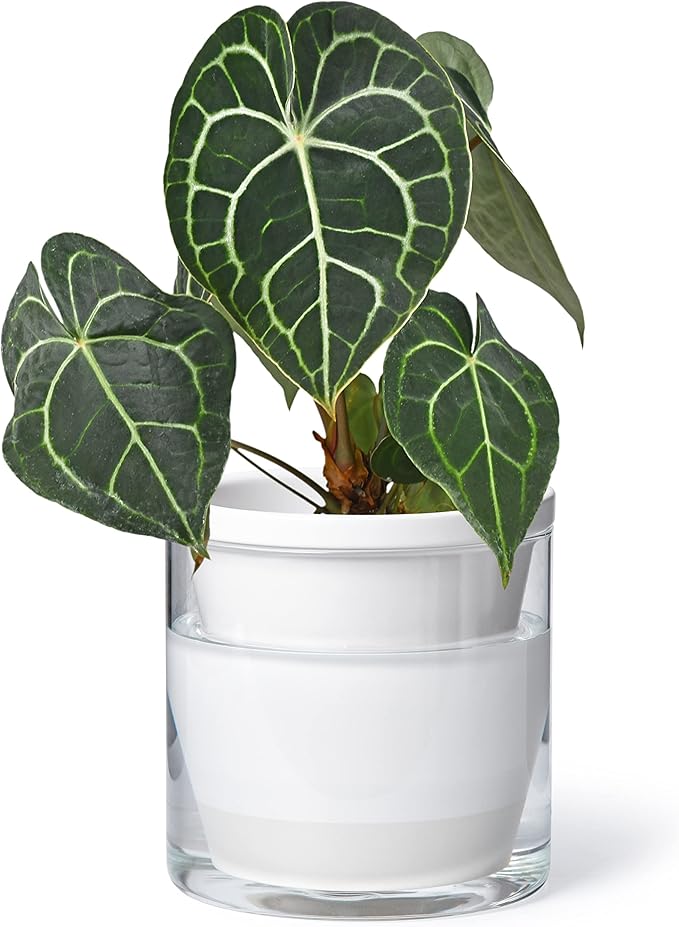 D'vine Dev 6 Inch Design Self Watering Planter by DvineDevPlanterPotsandStand