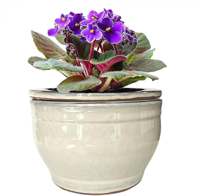 African Violet Pots Self Watering Round Ceramic Violet Pot by Dphagesy