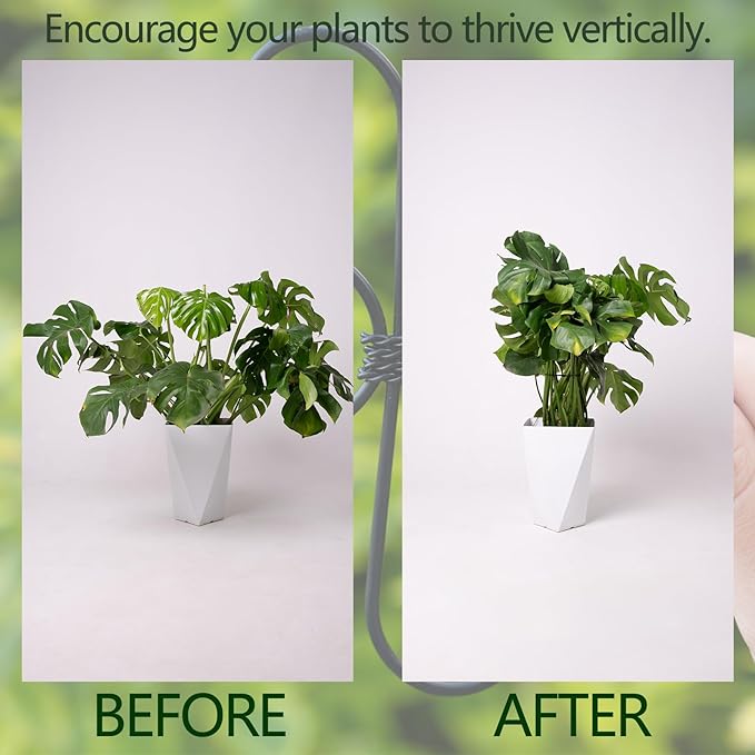 Black Monstera Plant Support 5.5IN 5PCS Premium Stem Support System - Image 3