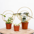 Hoya Trellis for Indoor Plants by Yohsnor