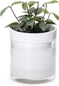 Phoenix Vine 4 Inch Self Watering Planter by Phoenix+Vine