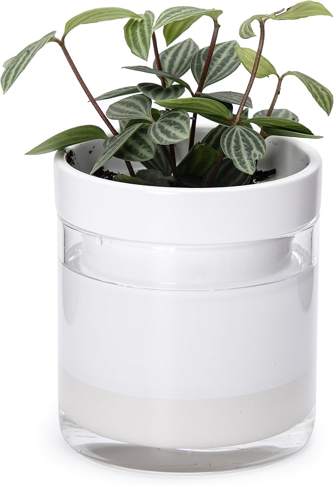 Phoenix Vine 4 Inch Self Watering Planter by Phoenix+Vine