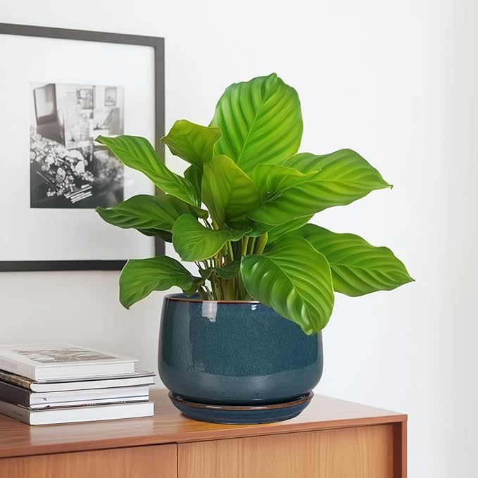 G EPGardening Ceramic Pot for Plants - Image 5