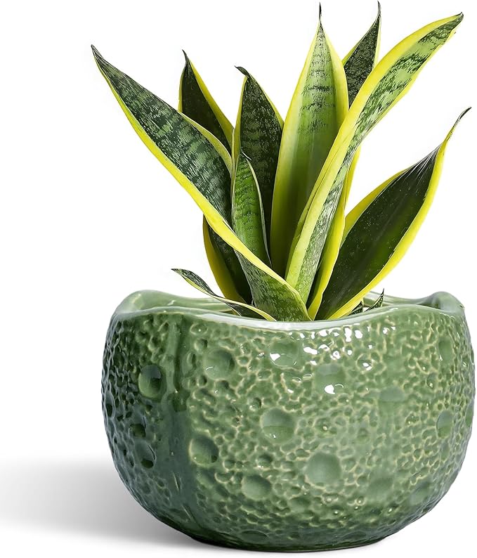 8 Inch Plant Pot by Thirtypot