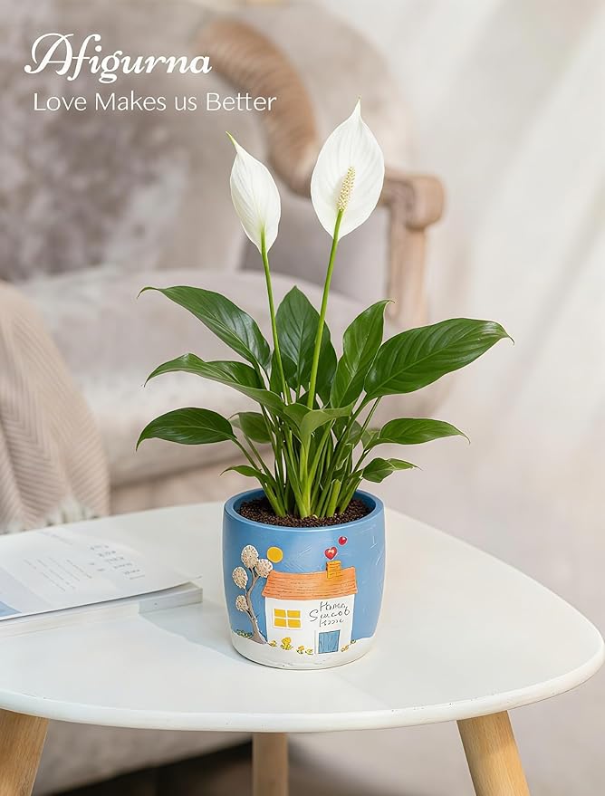 New Home Gift Ideas: New Home Apartment Plant Gift - Image 3