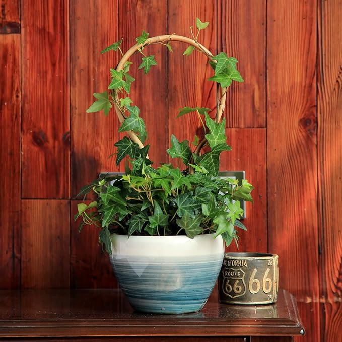 3Pack Bamboo Trellis 16 Inch Round Shaped Small Plant Trellis - Image 6