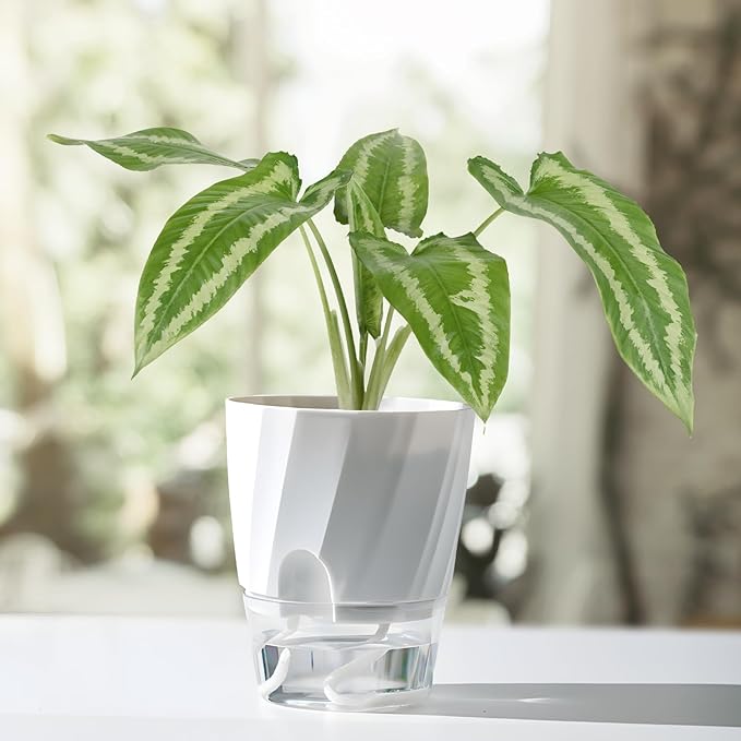 KIMCHOMERSE Self Watering Plant Pots, 4.7 Inch Plant Pots 3 Pack Indoor Planter - Image 8