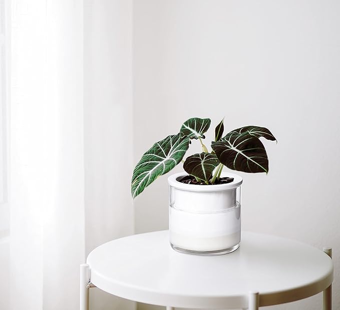 Phoenix Vine 4 Inch Self Watering Planter Pot, Design White Terracotta Pots - Image 2