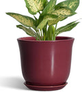 Ceramic Pots for Plants by SUNPOTFOR