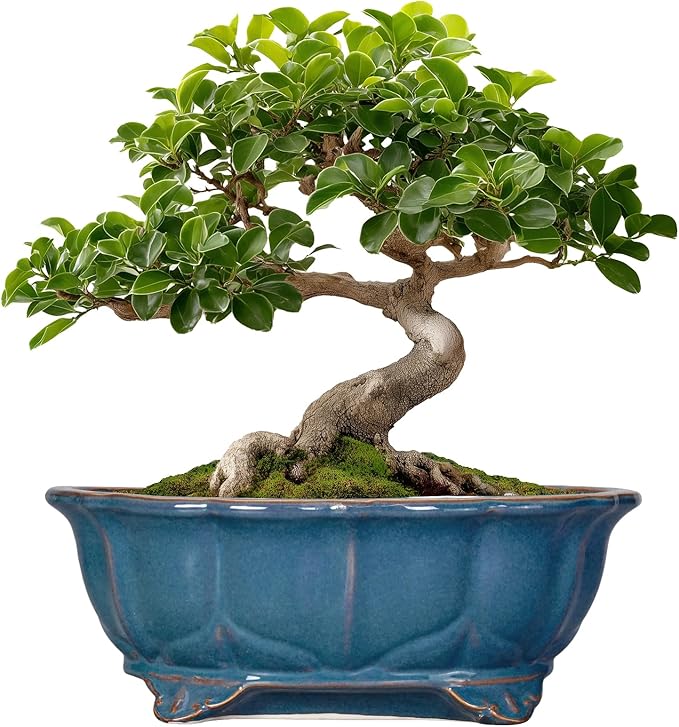 Bonsai Tree Pot by Teagas
