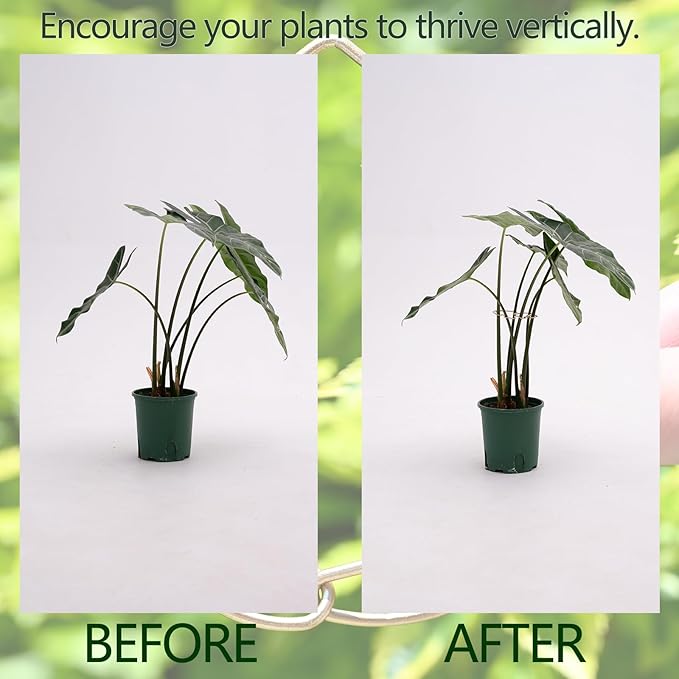 Monstera Plant Stem Support - Image 7