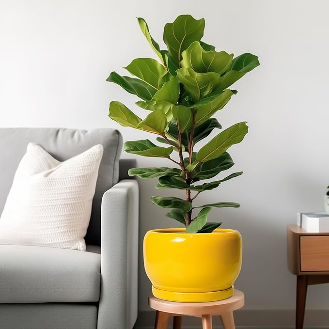 SQOWL 10 Inch Plant Pot - Image 2