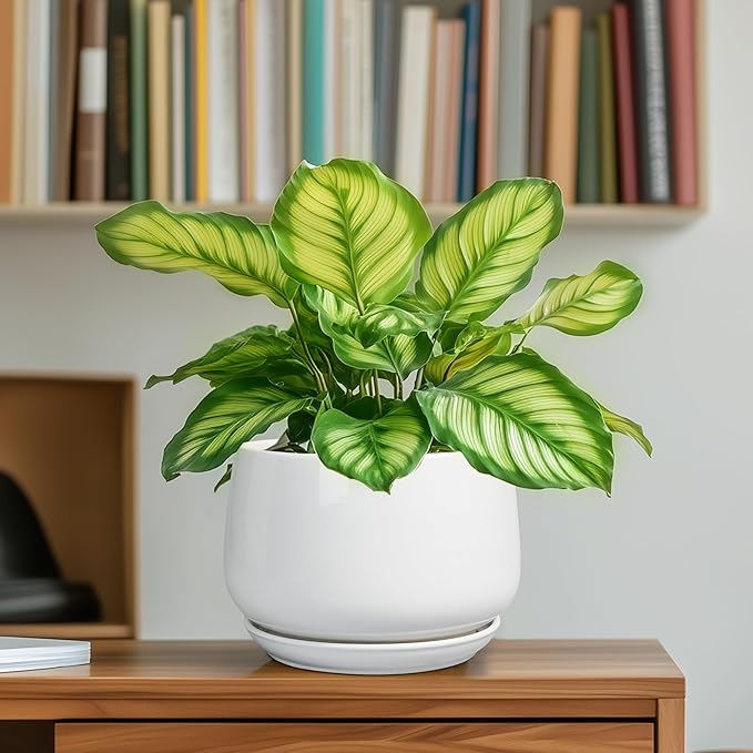 G EPGardening Ceramic Pots for Plants - Image 6