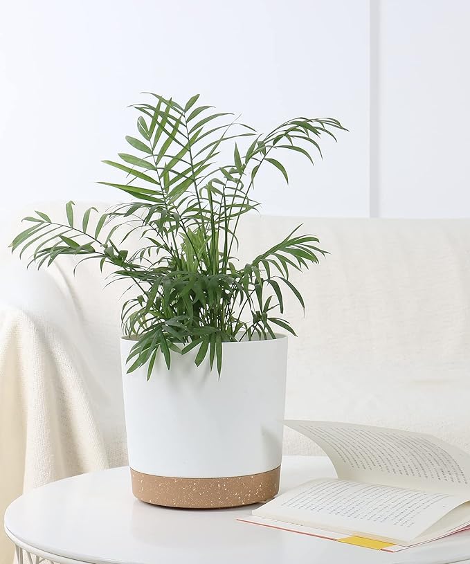 kubvici 2 Pack 8 Inch Planters for Indoor Plants, Plastic Flower Pots Plant - Image 5
