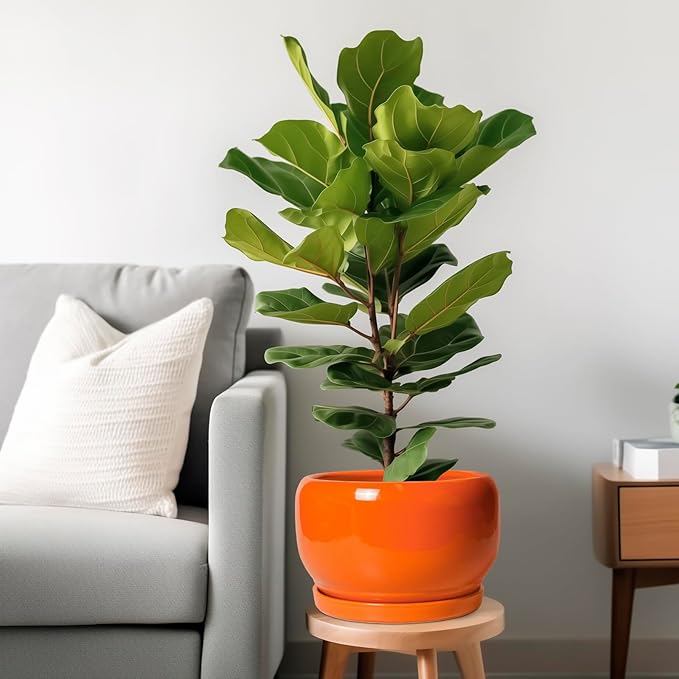 SQOWL Ceramic Planter - Image 2