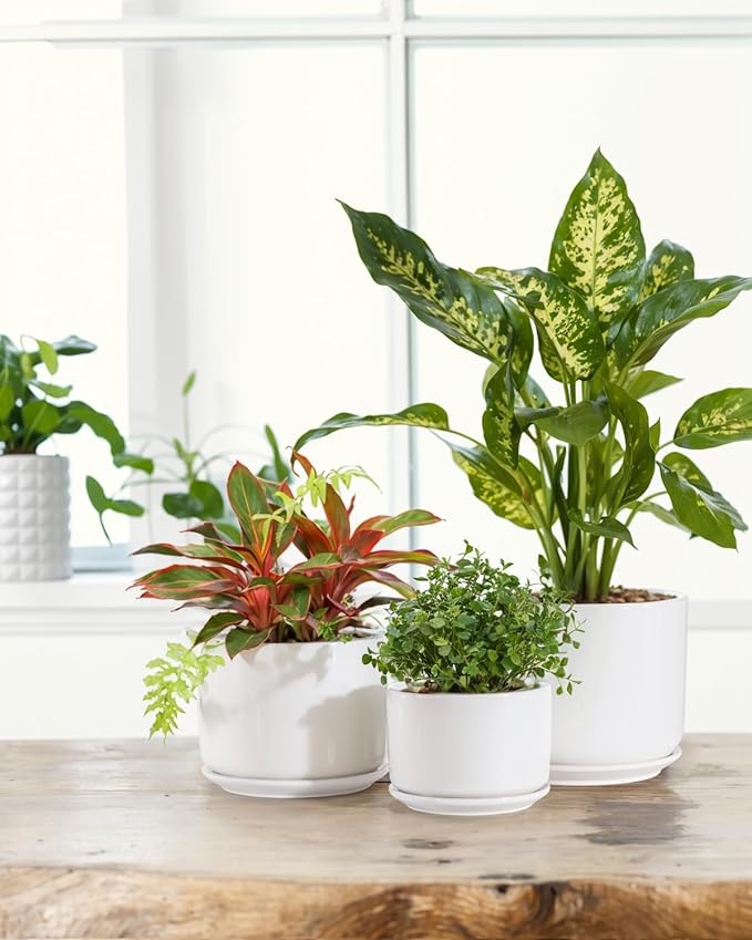 EFISPSS Plant Pots, 4+5+6 Inch Pots - Image 2