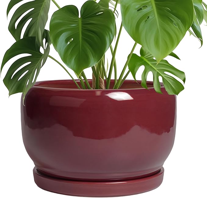 SQOWL Ceramic Pot for Plants by SQOWL