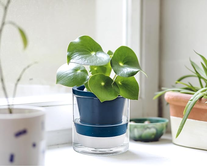 D'vine Dev 4 Inch Design Self Watering Planter - Image 7
