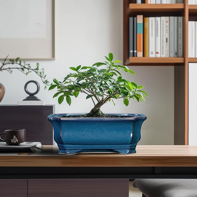 Bonsai Pots 11.6 Inch - Image 8