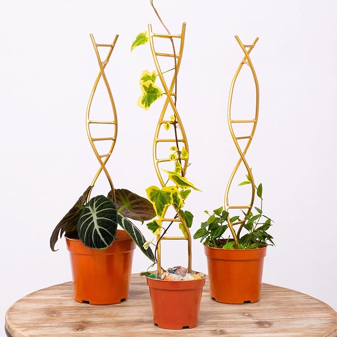 3PCS DNA Plant Trellis Indoor and Outdoor by Yohsnor