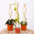 3PCS DNA Plant Trellis Indoor and Outdoor by Yohsnor