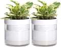 Phoenix Vine 6 Inch Self Watering Planter by Phoenix+Vine
