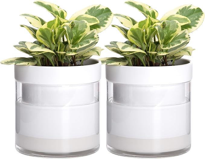 Phoenix Vine 6 Inch Self Watering Planter by Phoenix+Vine