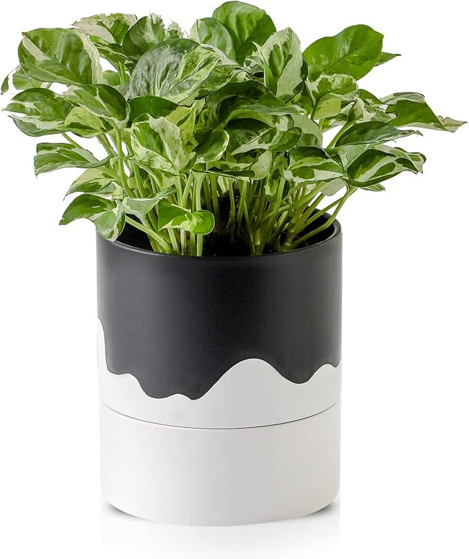 Nihow Self Watering Plant Pot: 6 Inch Ceramic Planter by Nihow