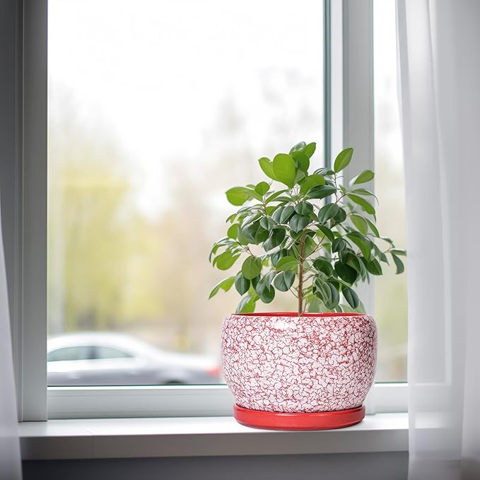 SQOWL Ceramic Pots for Plants - Image 4
