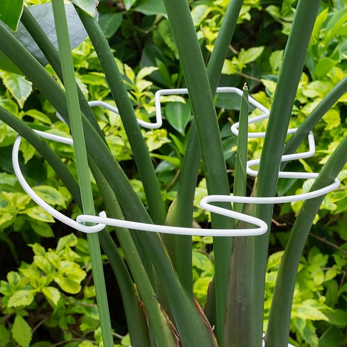 5PCS Monstera Plant Stem Support White by Yohsnor