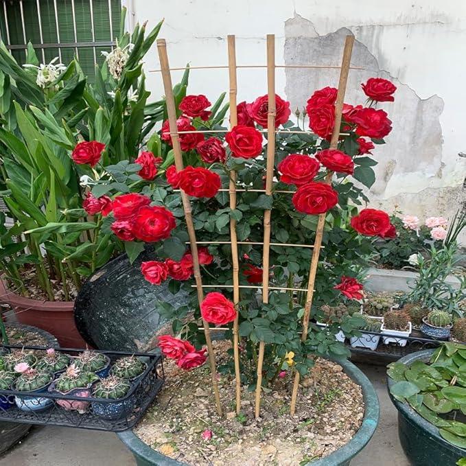 Natural Bamboo Trellis, Fan-Shaped Plant Support Trellis - Image 2