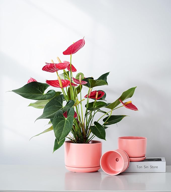 Ton Sin Ceramic Plant Pot with Drainage Hole and Saucer - Image 5